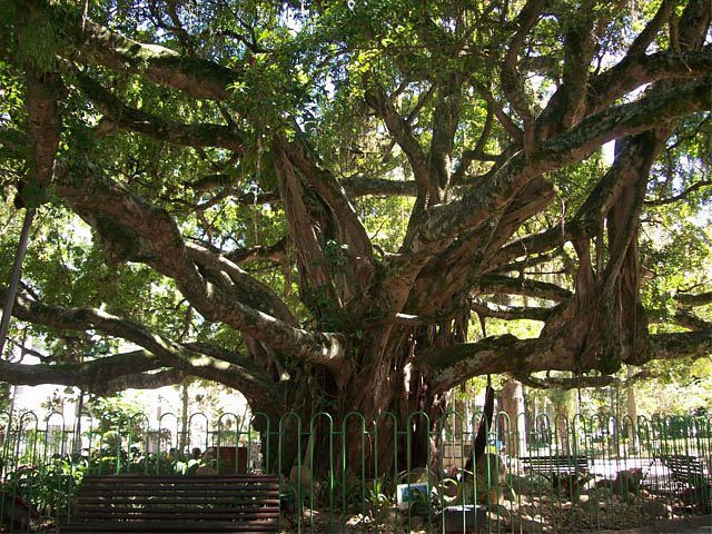 A Figueira Centenária de Florianópolis é um ponto turístico e símbolo histórico da cidade. com mais de 150 anos
